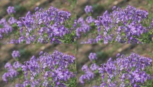 公园里的小紫花随风摇摆高清在线视频素材下载
