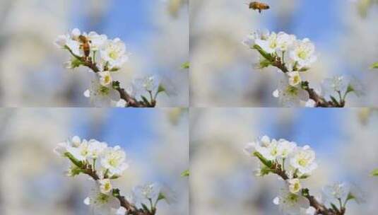 春天阳光下盛开的白色梨花蜜蜂采蜜高清在线视频素材下载