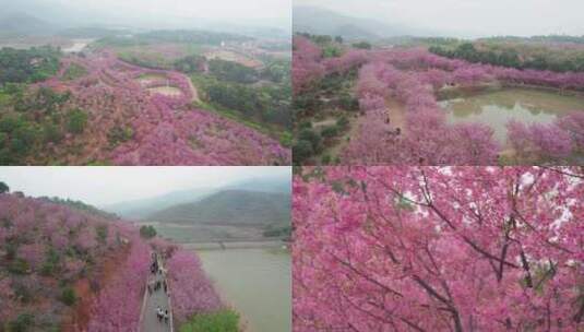 【镜头合集】湖南衡阳市樱花樱花园航拍风光高清在线视频素材下载