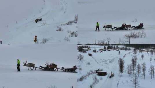 4K航拍北欧芬兰行走在雪中的鹿高清在线视频素材下载