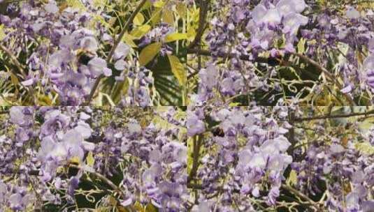 花丛中的蜜蜂高清在线视频素材下载