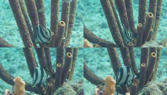 海底游动的鱼【4K】高清在线视频素材下载