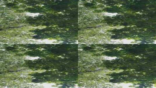 夏天阳光下的树叶高清在线视频素材下载