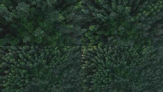 森林俯拍树林航拍森林风吹树林微风吹松树林高清在线视频素材下载