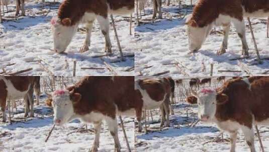 冬天雪地里的吃草的牛群高清在线视频素材下载