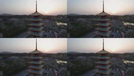 武汉市东湖樱花园五重塔夜景航拍高清在线视频素材下载