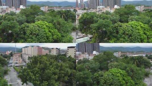 广东东莞：台风吹袭公园里树木枝叶随风摇摆高清在线视频素材下载