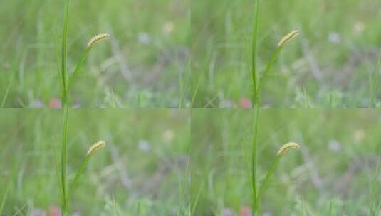 绿色生命力毛毛虫特写高清在线视频素材下载