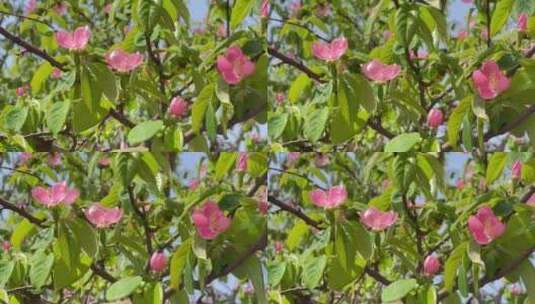 木瓜树粉色花1高清在线视频素材下载