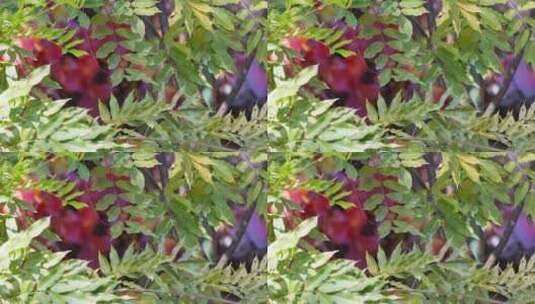 红色爬山虎映山红红叶秋季植物高清在线视频素材下载