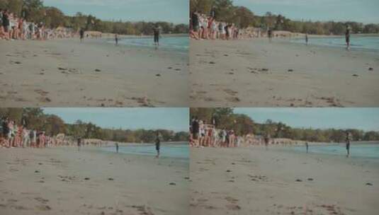 海龟，海龟，海，沙高清在线视频素材下载