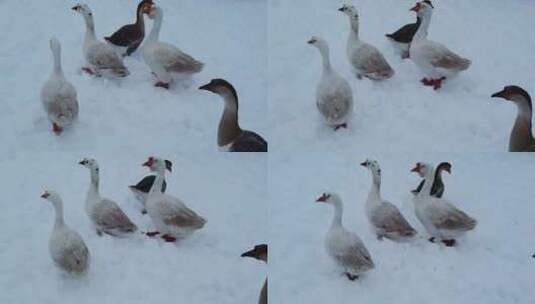 鸭子在雪地里行走高清在线视频素材下载