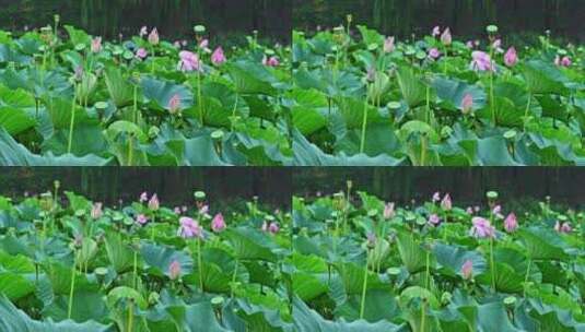 夏季下雨天雨水荷花荷叶雨滴水滴特写高清在线视频素材下载