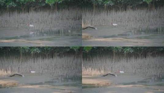 鹳形目野生鸟类动物池鹭，在海滩上散步高清在线视频素材下载