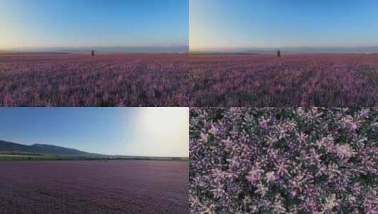 薰衣草花海昭苏紫苏花海高清在线视频素材下载