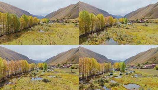 航拍四川川西新都桥鱼子西秋景彩林秋天高清在线视频素材下载