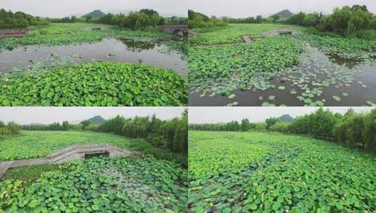 杭州湘湖十里荷塘风景航拍高清在线视频素材下载