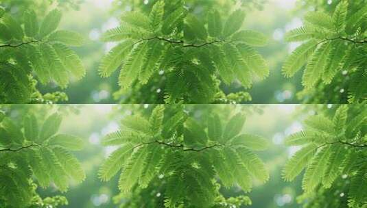 绿叶树叶阳光清新自然背景植物生态高清在线视频素材下载