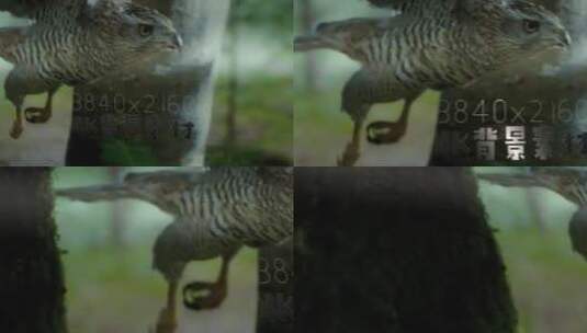 静帧大图 背景 纹理素材 猛禽山鹰追捕猎物高清AE视频素材下载