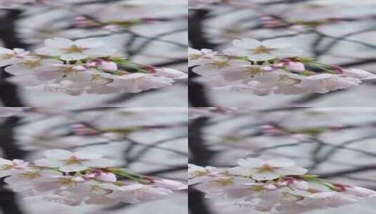浪漫樱花盛开竖屏4k高清素材高清在线视频素材下载