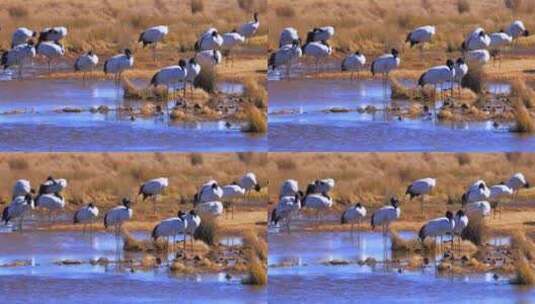 野生动物-黑颈鹤高清在线视频素材下载