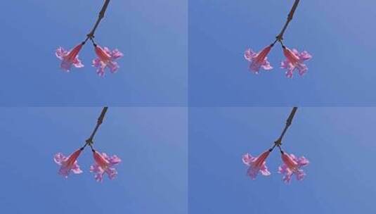 两个小花在树枝上摇晃高清在线视频素材下载