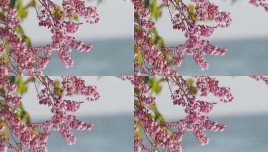 春天花开樱花春色高清在线视频素材下载