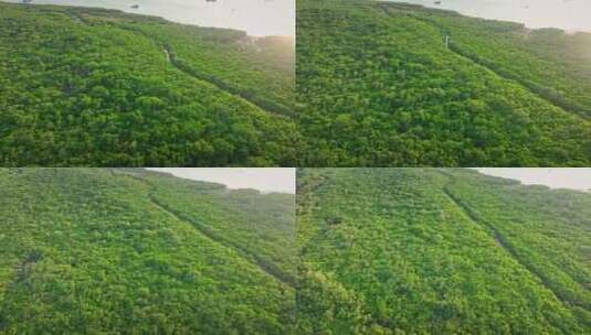 湛江乐民港红树林白鹭滩涂湿地保护区航拍高清在线视频素材下载