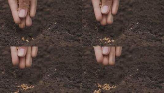 在肥沃的土壤上手工播种高清在线视频素材下载