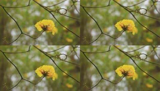 春天盛开的黄花风铃木花朵实拍高清在线视频素材下载