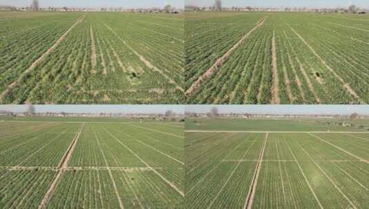 平原地区春小麦返青航拍高清在线视频素材下载