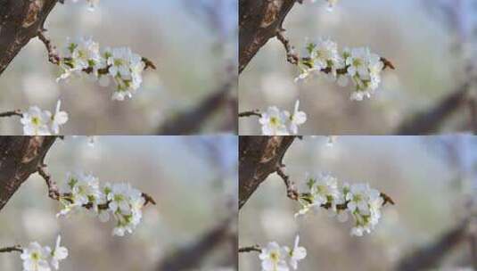 春天阳光下盛开的白色梨花蜜蜂采蜜高清在线视频素材下载