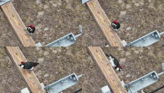 配电结构木制横臂上美丽多彩的橡子啄木鸟高清在线视频素材下载