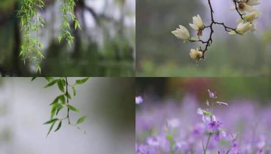 （合集）清明雨天雨滴春雨垂柳花朵高清在线视频素材下载
