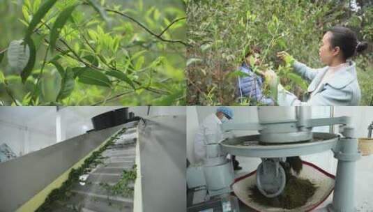 茶叶加工生产高清在线视频素材下载