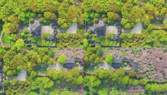 苏州铜观音寺樱花航拍高清在线视频素材下载