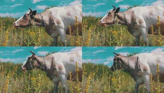 美丽的灰色和白色奶牛在草地上吃草高清在线视频素材下载