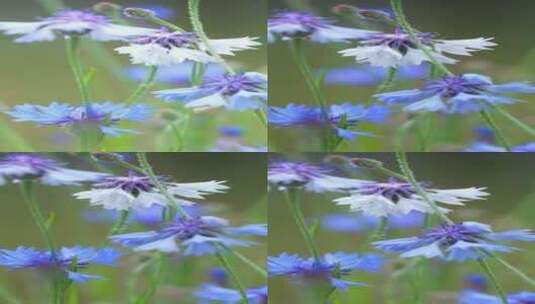 植物天竺葵高清在线视频素材下载