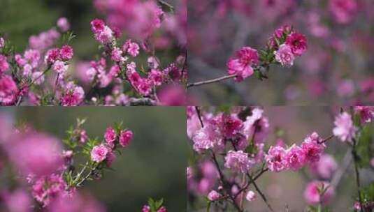 桃花粉色桃花微风 春风 春暖花开蜜蜂采蜜高清在线视频素材下载