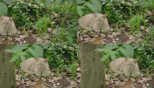 猫咪 流浪猫宠物公园秋天夏天春天树林高清在线视频素材下载