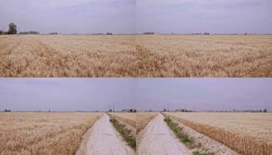 4K成熟的小麦田地间高清在线视频素材下载
