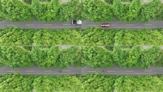 绿色夏天水杉林公路高清在线视频素材下载
