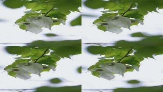 珙桐花开素材高清在线视频素材下载