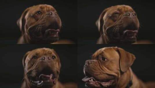 Dogue De Bordeaux，狗，高清在线视频素材下载