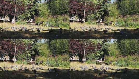鸽子聚集在草地上高清在线视频素材下载