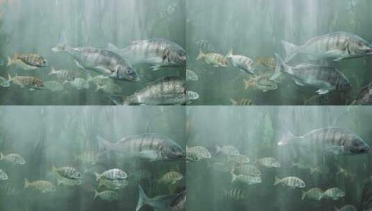 海底下的鱼群景观高清在线视频素材下载