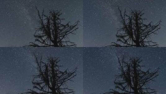 延时黑夜中银河系在树上的剪影高清在线视频素材下载