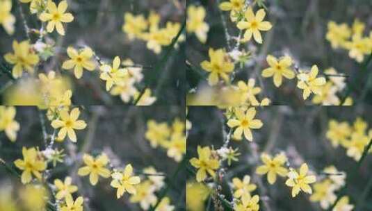 初春北京绽放的迎春花上落满的雪花高清在线视频素材下载