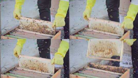 中蜂蜂农查看蜂群取蜂蜜高清在线视频素材下载