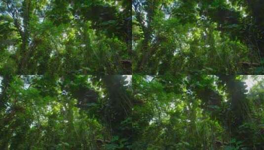 丛林深处拍摄高清在线视频素材下载